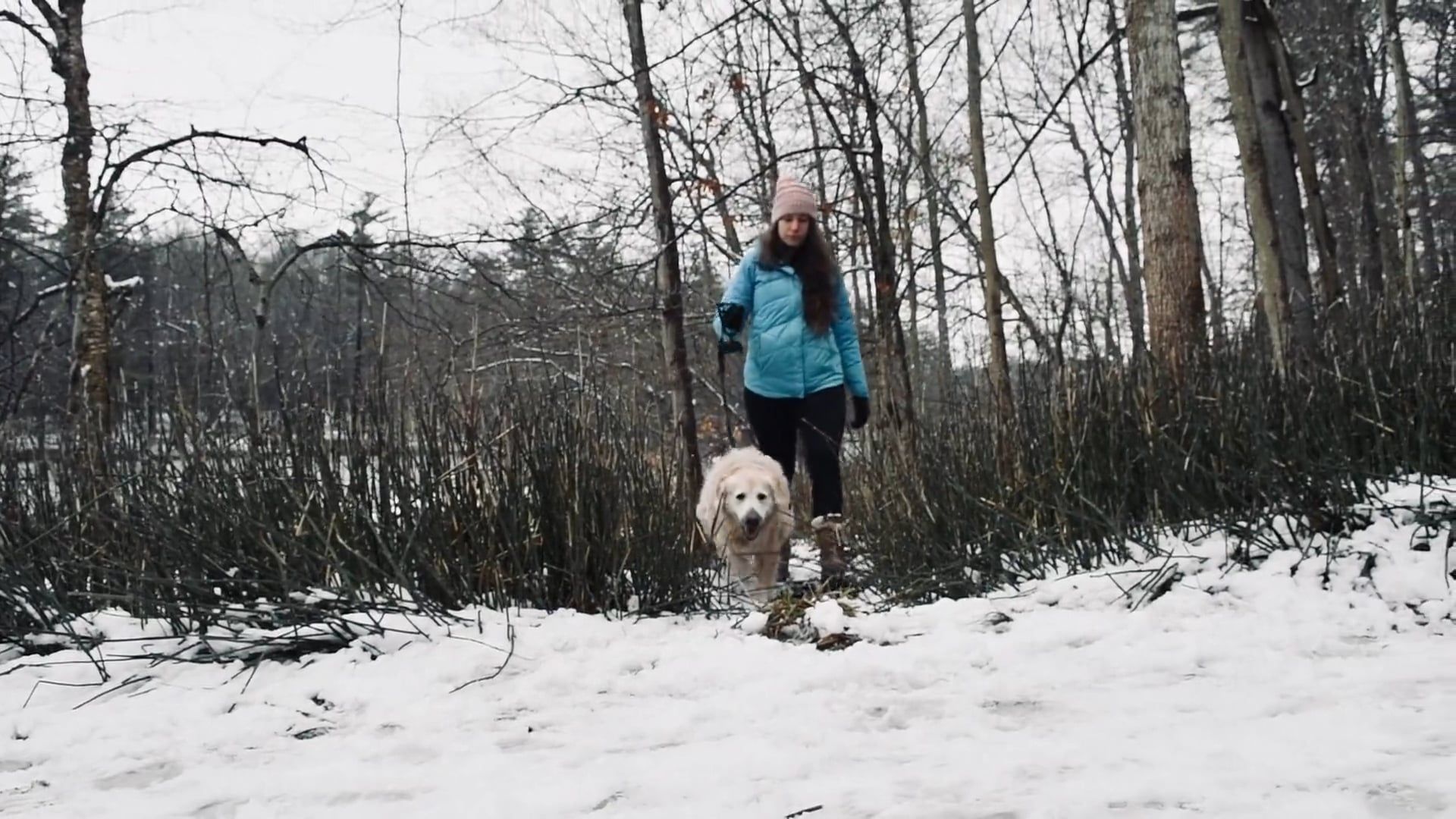 A Woman Walking with Her Dog on Snow Covered Forest Free Stock Video ...