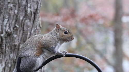 Squirrel Sitting over an Iron Rod