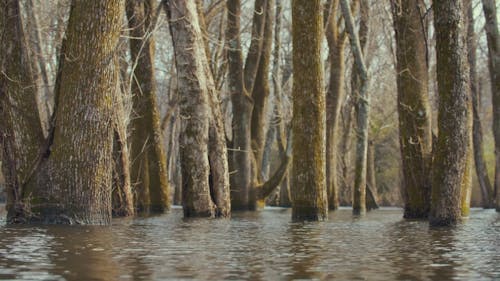 River Flowing in Between Trees