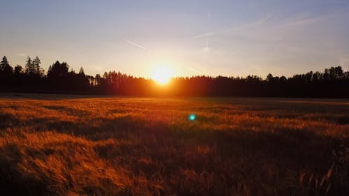 Drone Shot of a Corn Field During Sunrise