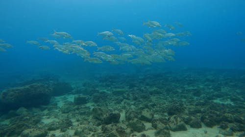 Underwater Video Footage Of A School Of Fish