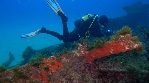 A Diver Surveying Corals Growth Underwater