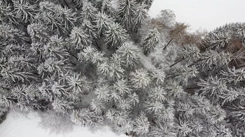 Aerial Video of Snow Covered Trees