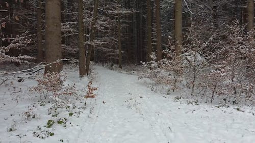 Snow Covered Pathway in the Forest