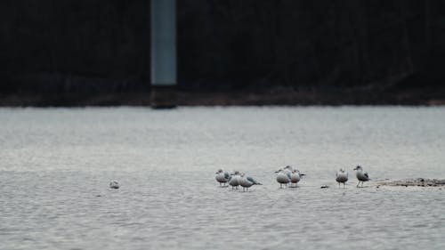 Flock of Seabirds in the River
