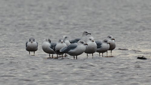 Flock of Seabirds in the River