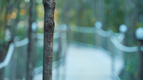 A Woman Walking While Touching a Tree Branch in Blurry Background