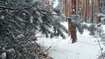 下雪免费下载视频素材