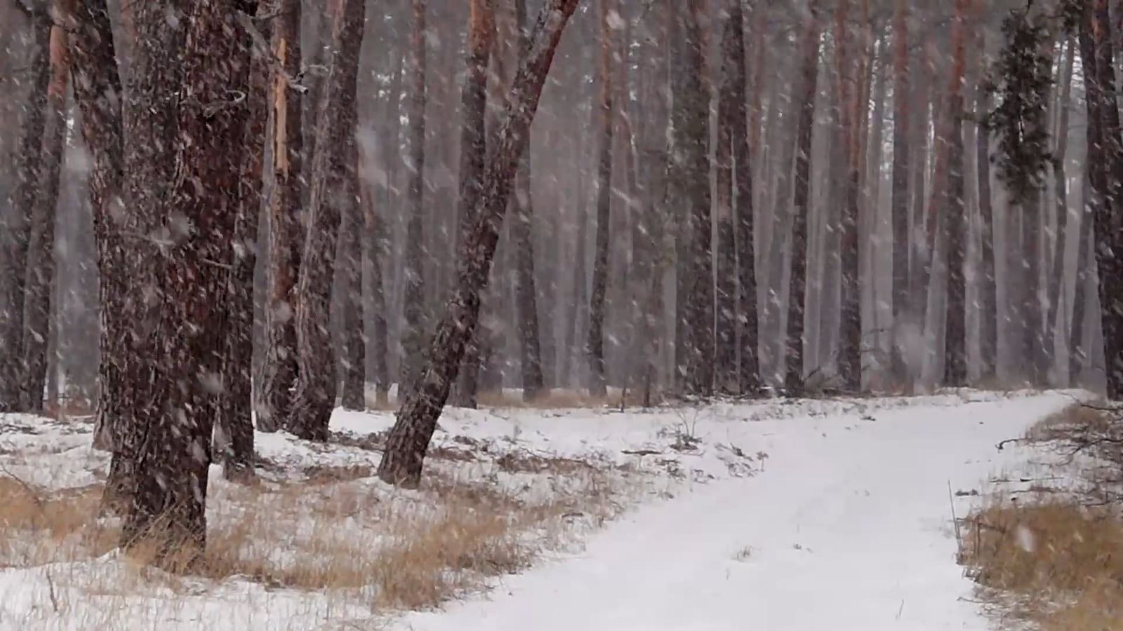 Heavy Snowfall in the Woods Free Stock Video Footage, Royalty-Free 4K ...