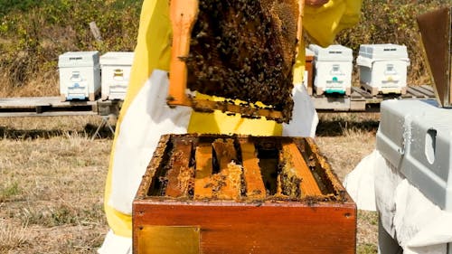 Beekeeper Showing Hive Frame From Apiary