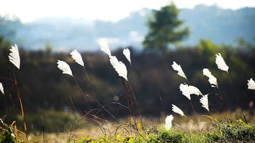 Swaying Silver Grass by the Road 