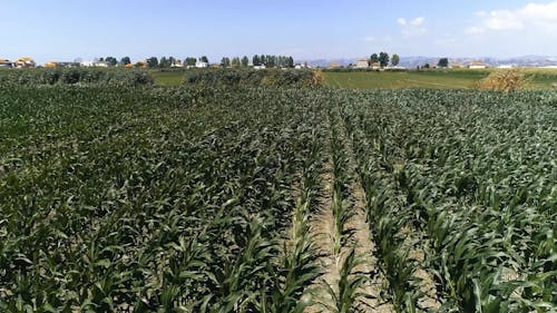 A Drone Shot of an Corn Field