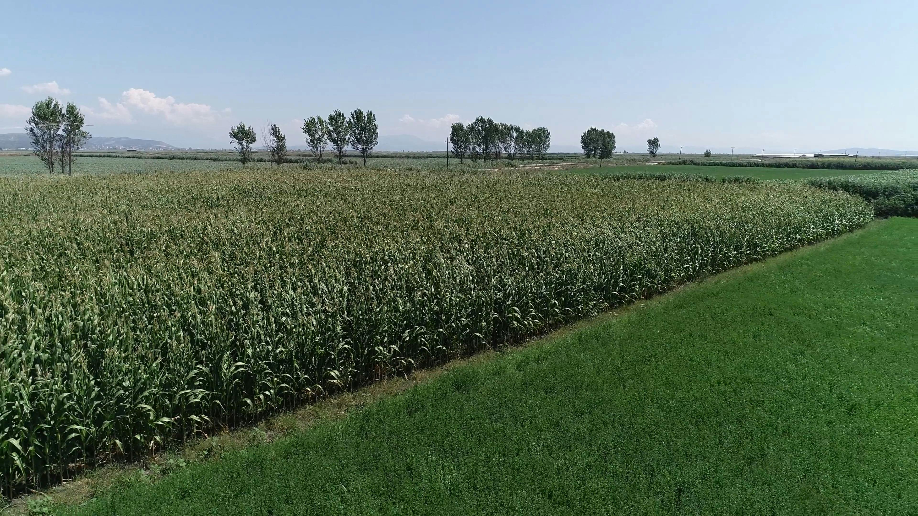 Video by Andi  Farruku