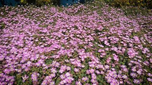 Blooming Flowers In The Wild