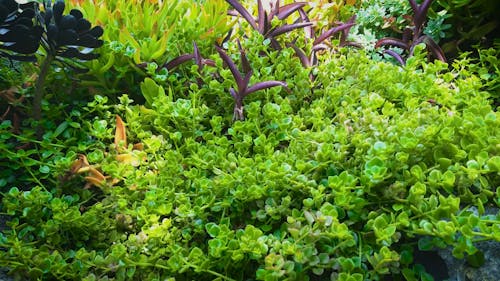 Close Up Shot of Green Plants in the Garden