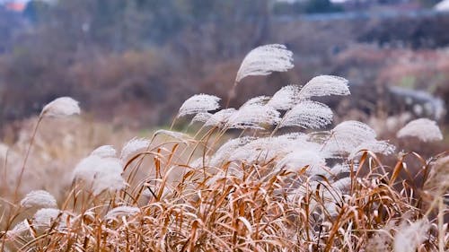 Wind Hitting Wild Grass