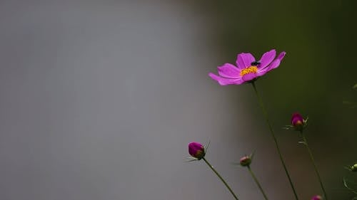 Macro Shot Of Little Purple Flowers