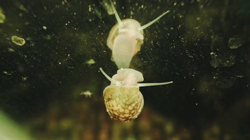 Big Ear Radix Crawling on Glass 
