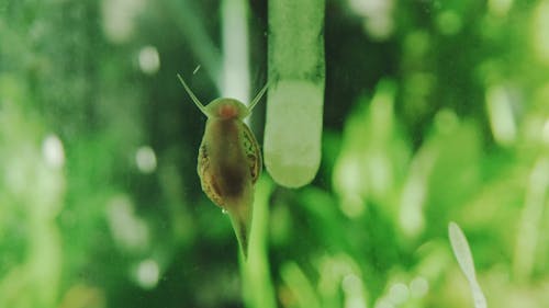 Low Angle Footage of Snail Crawling on a Glass