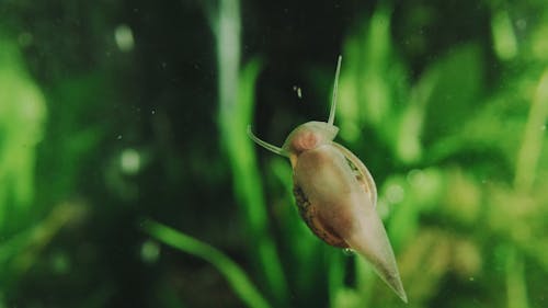 Big Ear Radix Crawling on Glass 