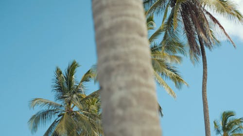 Coconut Trees in the Beach