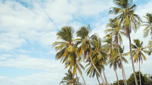 Coconut Trees in the Beach