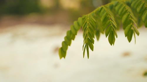 Close Up View of a Green Leaves of a Tree