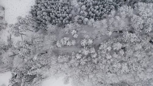 Aerial Footage of a Snow Covered Forest