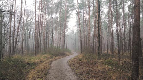 A Forest Trail on a Foggy Day