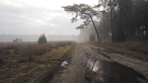 A Rural Path on a Foggy Day
