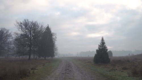 Foggy Morning in the Countryside