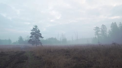 Gloomy Morning in the Countryside