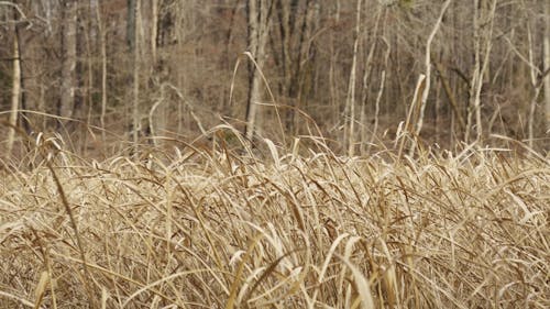 Tall Grass Swaying in the Breeze