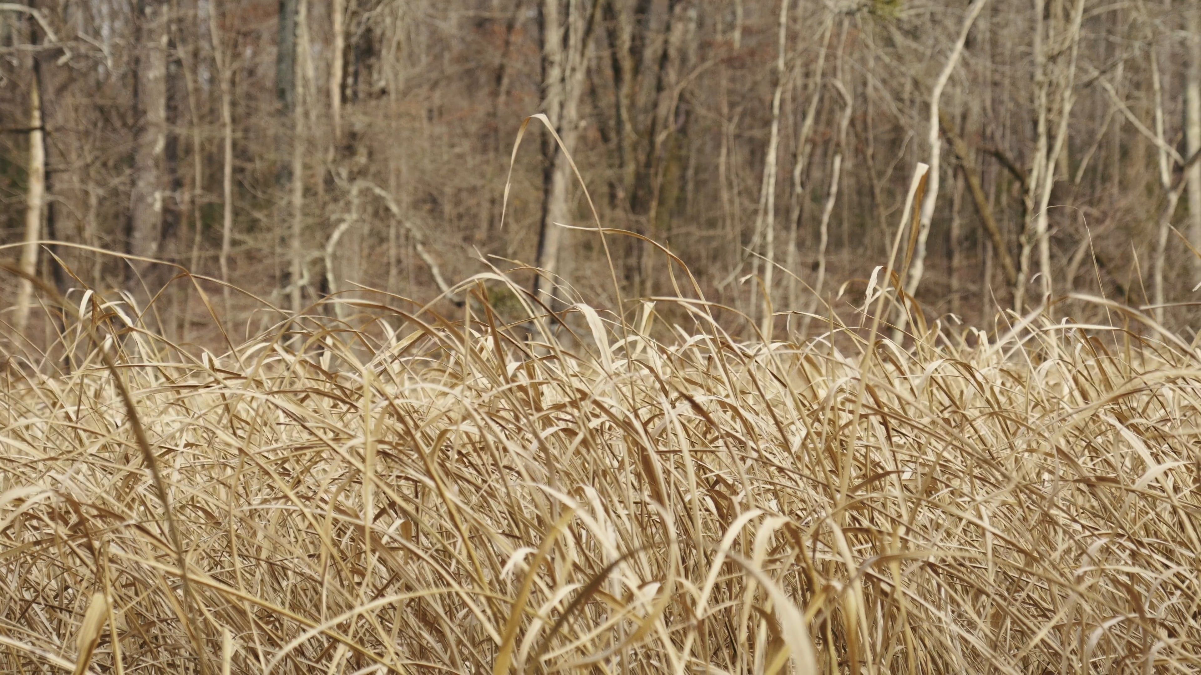 Tall Grass Swaying in the Breeze · Free Stock Video