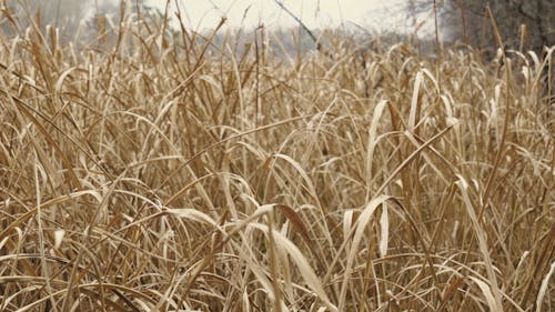 Video of Dried Grass