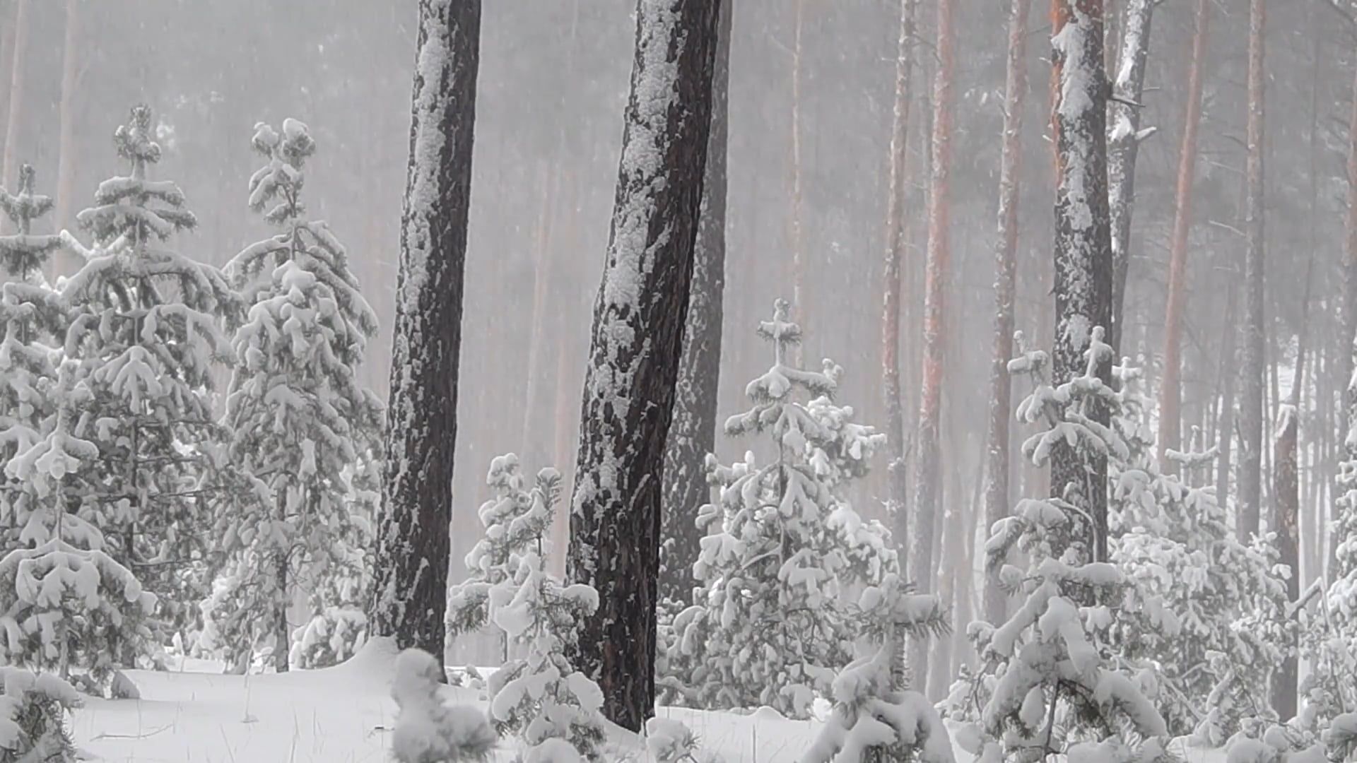 Heavy Snowfall in the Woods Free Stock Video Footage, Royalty-Free 4K ...