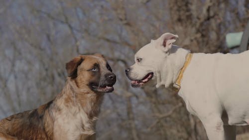 Animals Fighting Videos, Download The BEST Free 4k Stock Video Footage & Animals Fighting HD Video Clips Animals Fighting Videos, Download The BEST Free 4k Stock Video Footage & Animals Fighting HD Video Clips