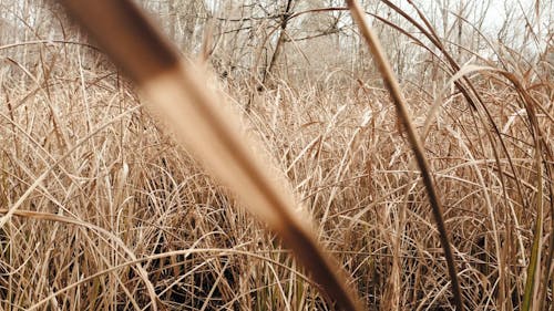 Close Up Video of Dried Grasses