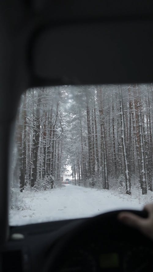 Person Driving In Snowy Road Surrounded By Trees