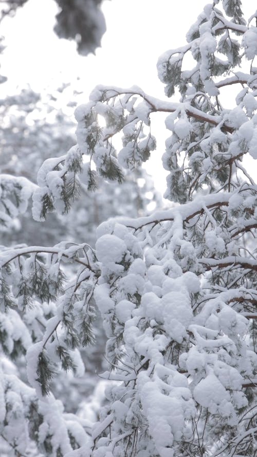 Close-up Of Tree Covered With Snow