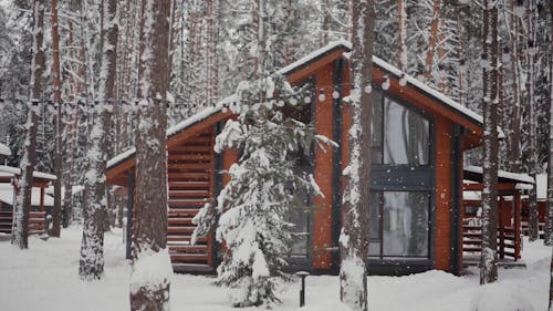 Wooden Cabins in Winter Forest