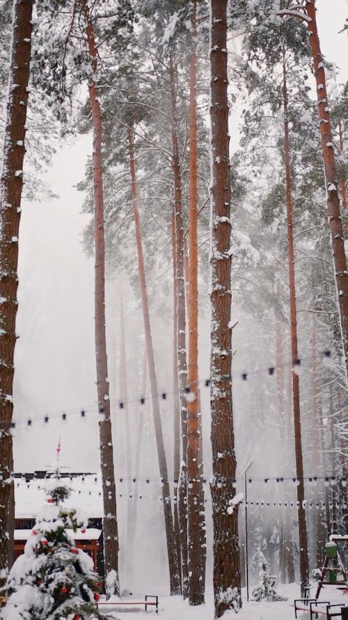 Snowfall in a Forest