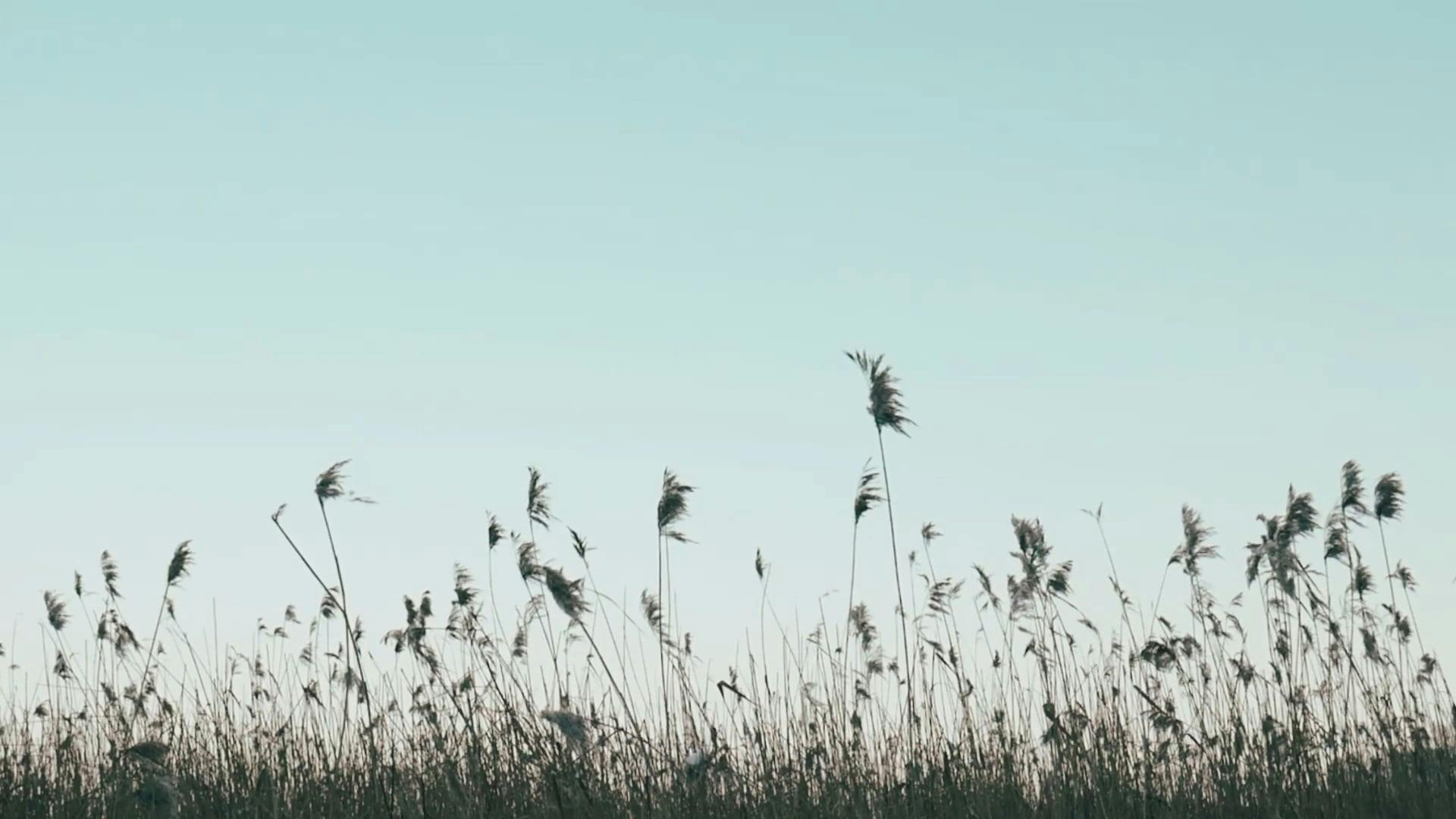 Video by Nature       Feels