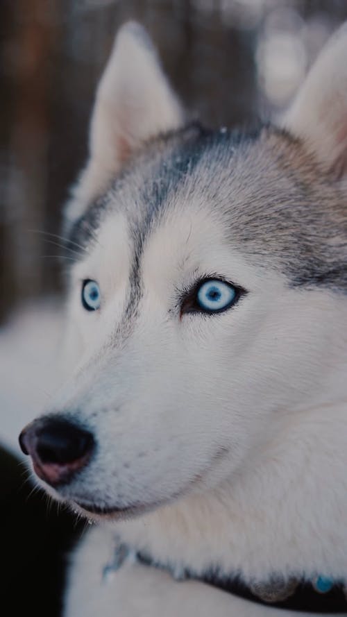 Husky siberian Husky Puppies