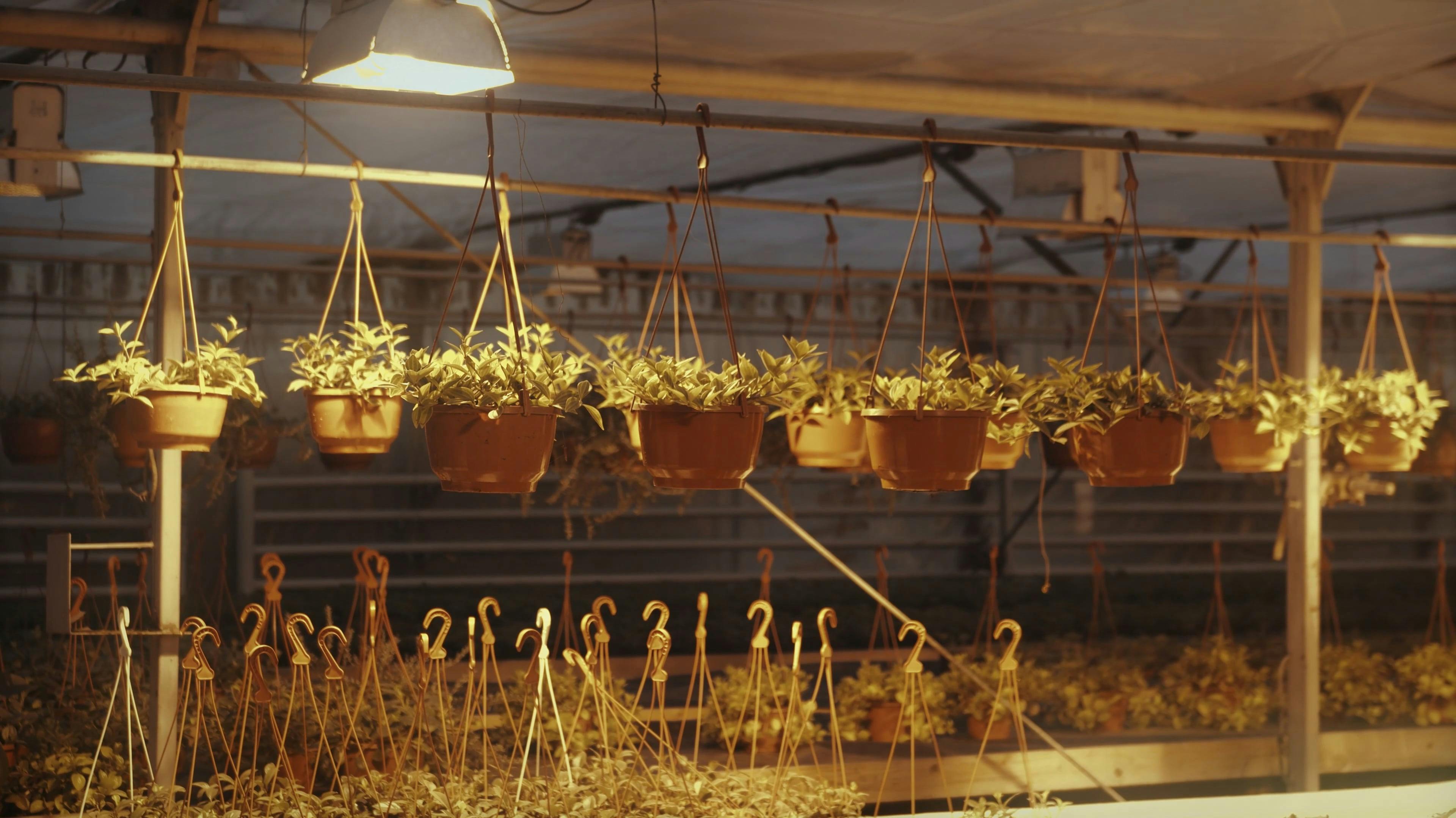 View of the Hanging Plants in the Greenhouse at Night · Free Stock Video