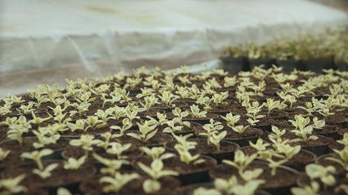 Panning Shot of Seedlings