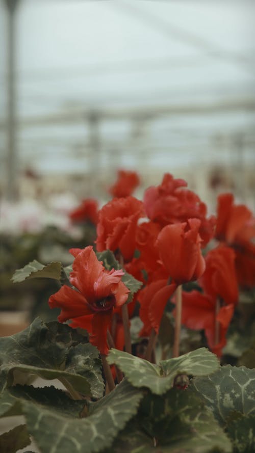 Close-Up Video of Red Flowers