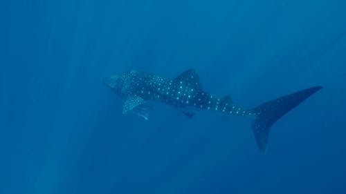 A Whale Shark Swimming Under Water