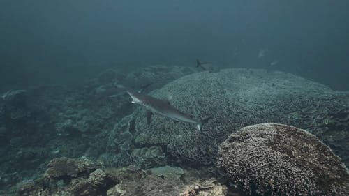 Fishes and Corals Underwater