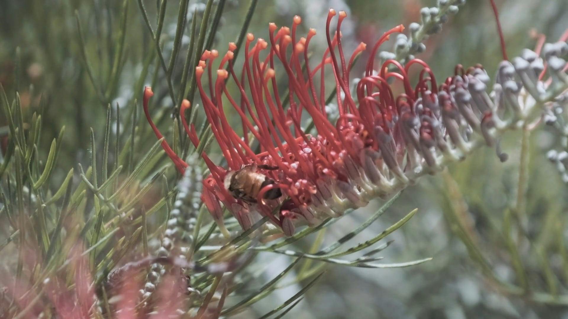 Video by Lachlan  Ross